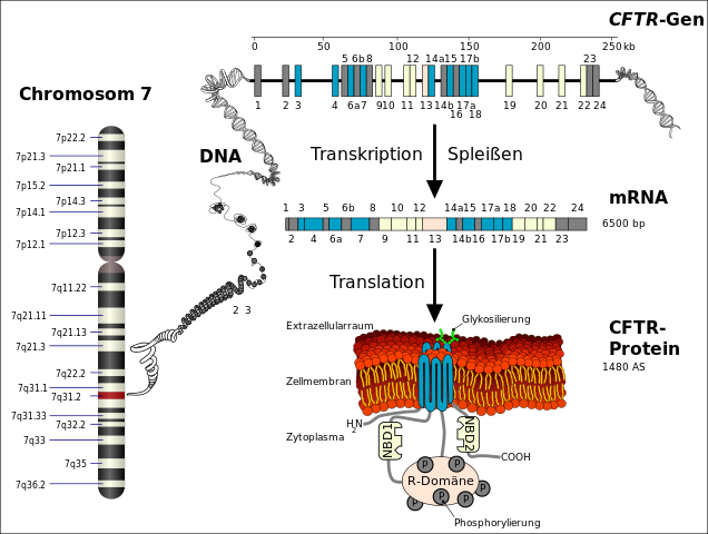 Vom Gen zum defekten Protein: SO entsteht das CF-Eiweiß (von Kuebi = Armin Kübelbeck [CC BY-SA 3.0] via Wikimedia Commons)